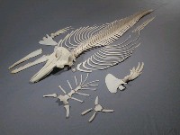 藏品(瓶鼻海豚)的圖片